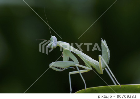 Mantis on leaves are predators that hunt smaller insects. or large animals Mantis on leaves are predators that hunt smaller insects. or large animals 80709233