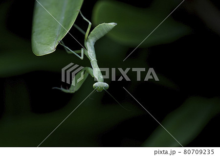 Mantis on leaves are predators that hunt smaller insects. or large animals Mantis on leaves are predators that hunt smaller insects. or large animals 80709235