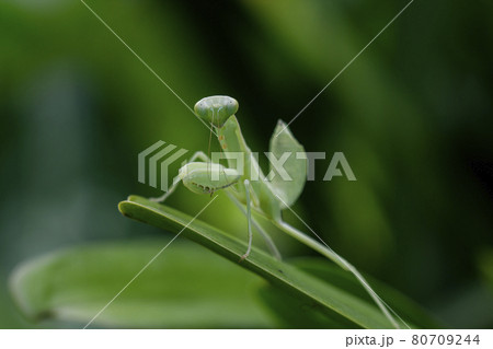 Mantis on leaves are predators that hunt smaller insects. or large animals 80709244