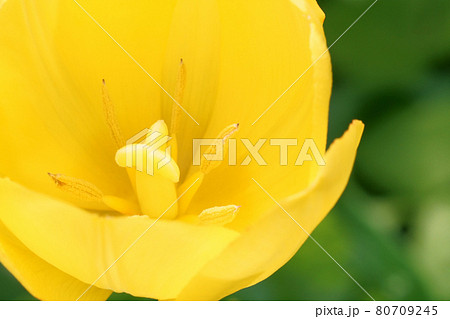 春のガーデニング　庭に咲くチューリップ 80709245