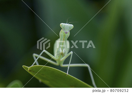 Mantis on leaves are predators that hunt smaller insects. or large animals Mantis on leaves are predators that hunt smaller insects. or large animals 80709252