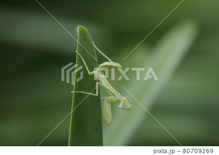 Mantis on leaves are predators that hunt smaller insects. or large animals Mantis on leaves are predators that hunt smaller insects. or large animals 80709269