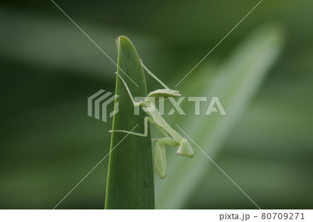 Mantis on leaves are predators that hunt smaller insects. or large animals Mantis on leaves are predators that hunt smaller insects. or large animals 80709271