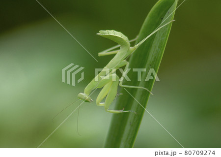 Mantis on leaves are predators that hunt smaller insects. or large animals 80709274