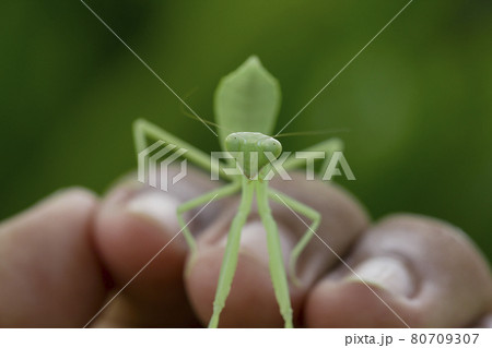 Mantis on fingertips are predators that hunt smaller insects. or large animals 80709307