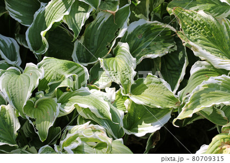 Wavy leaved plantain lily variegated leaves 80709315