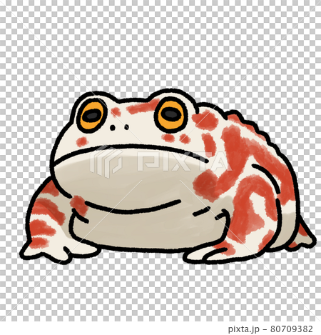アジアヒキガエルのイラスト素材 [80709382] - PIXTA