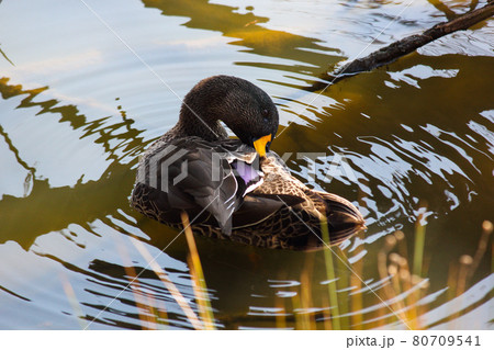 Yellow-billed Duck Grooming In Lake (Anas undulata) 80709541