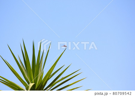 Red Basker Dragonfly On Leaf Tip (Urothemis assignata) Red Basker Dragonfly On Leaf Tip (Urothemis assignata) 80709542