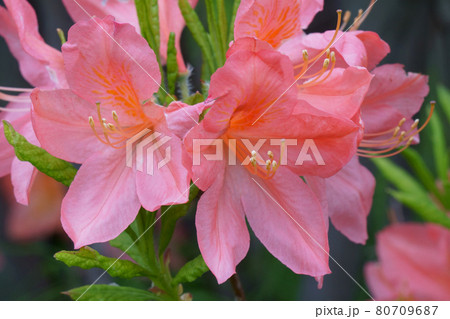 庭に咲くツツジの花 ピンク色 庭に咲くツツジの花 ピンク色 80709687