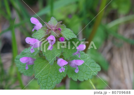 庭に咲くヒメオドリコソウの花 80709688