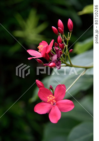 ナンヨウザクラ 80710286