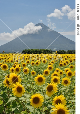 開聞岳とひまわり 80710443