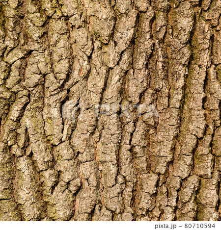 Texture from bark of a tree, vertical natural texture from bark of a young tree. 80710594