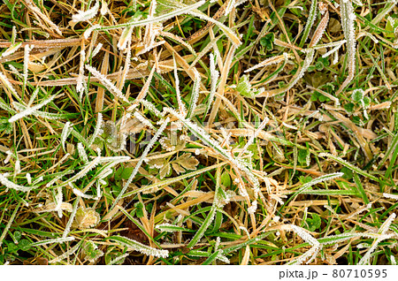 Close up of grass with ice, morning spring frosts, spring awakening. Close up of grass with ice, morning spring frosts, spring awakening. 80710595