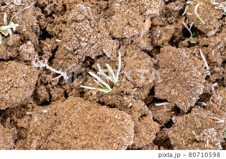 The soil is covered with spring frost, the ground wakes up after winter, cracked soil and spring mornings. The soil is covered with spring frost, the ground wakes up after winter, cracked soil and spring mornings. 80710598