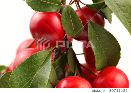 Red mirabele plums (Prunus domestica) on a tree branch with white background. Close up detail. Red mirabele plums (Prunus domestica) on a tree branch with white background. Close up detail. 80711122