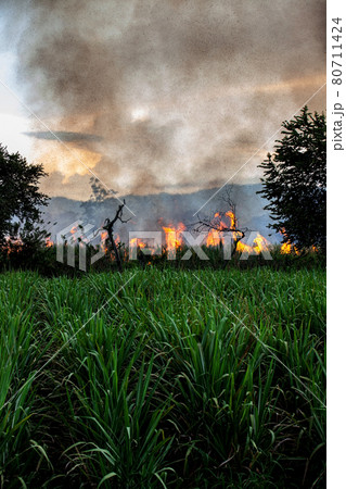 Sugar cane fire burning in field at Valle del Cauca in Colombia Sugar cane fire burning in field at Valle del Cauca in Colombia 80711424