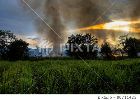 Sugar cane fire burning in field at Valle del Cauca in Colombia Sugar cane fire burning in field at Valle del Cauca in Colombia 80711425