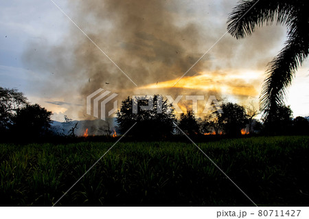 Sugar cane fire burning in field at Valle del Cauca in Colombia Sugar cane fire burning in field at Valle del Cauca in Colombia 80711427