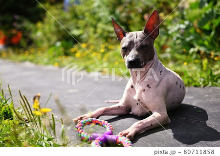 Portrait of american hairless terrier Portrait in the park with a toy 80711858