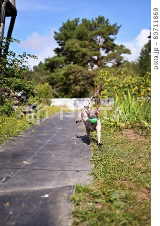 American naked terrier runs around with a ball in the backyard American naked terrier runs around with a ball in the backyard 80711869