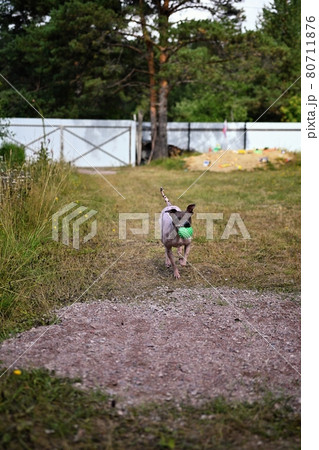 American naked terrier runs around with a ball in the backyard 80711876
