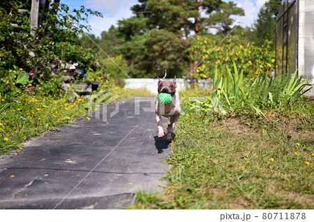 American naked terrier runs around with a ball in the backyard American naked terrier runs around with a ball in the backyard 80711878