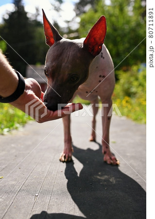 American naked terrier eats berry from his hand 80711891