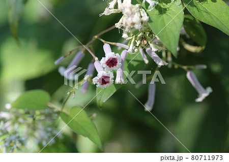 真夏に咲く 可憐な花 ヘクソカズラの写真素材