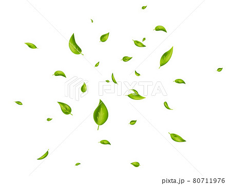 Leaf falling. Green flying leaves on white background. Wave foliage ornament. Beauty product. Ecology, eco, organic design element. Fresh tea banner. Cosmetic pattern border. Vector illustration Leaf falling. Green flying leaves on white background. Wave foliage ornament. Beauty product. Ecology, eco, organic design element. Fresh tea banner. Cosmetic pattern border. Vector illustration 80711976