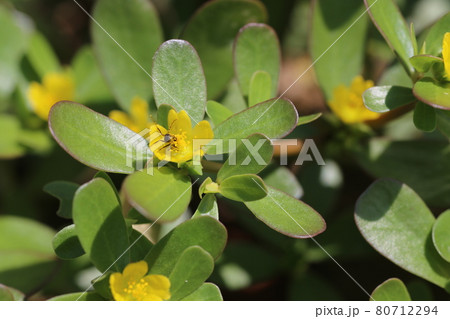 真夏に咲くスベリヒユの花に来た、黄色い花粉まみれになった小さなアリ 80712294