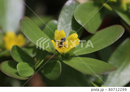 真夏に咲くスベリヒユの花に来た、黄色い花粉まみれになった小さなアリ 80712299