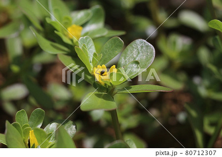 真夏に咲くスベリヒユの花に来た、黄色い花粉まみれになった小さなアリ 80712307