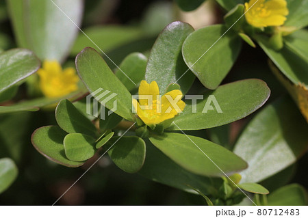真夏に咲く雑草、黄色い小さなスベリヒユの花 80712483