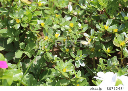 真夏に咲く雑草、黄色い小さなスベリヒユの花 真夏に咲く雑草、黄色い小さなスベリヒユの花 80712484