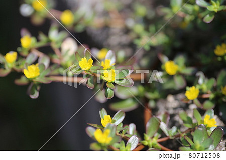 真夏に咲く雑草、黄色い小さなスベリヒユの花 真夏に咲く雑草、黄色い小さなスベリヒユの花 80712508