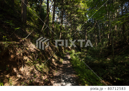 《宮城県・気仙沼大島》十八鳴浜への林道 80712583
