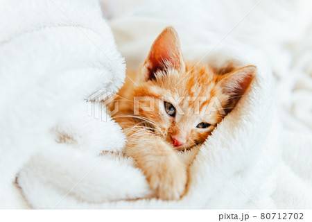 Cute ginger kitten looks at camera Cute ginger kitten looks at camera 80712702