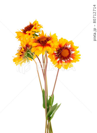 Gaillardia flowers isolated on white background. Beautiful summer flowers. Gaillardia flowers isolated on white background. Beautiful summer flowers. 80712714
