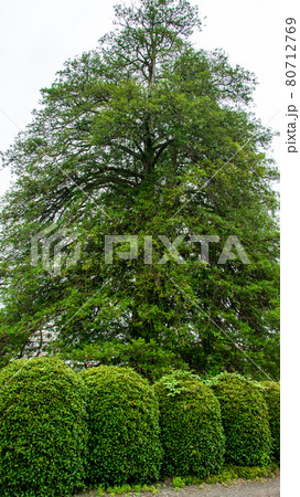 仙台市北山　東昌寺の国指定天然記念物　マルミガヤ 80712769