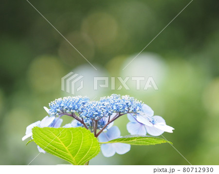 紫陽花 80712930