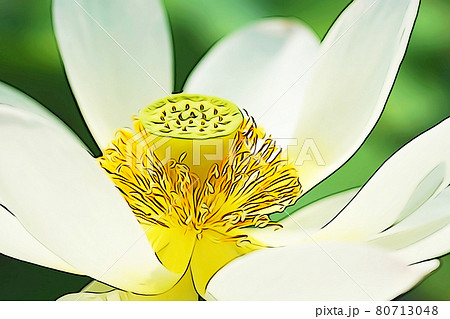 パステル調　”ハスの花”　イラストイメージ 80713048