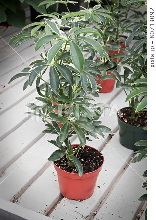 A scheffllera umbrella tree in a pot 80713092