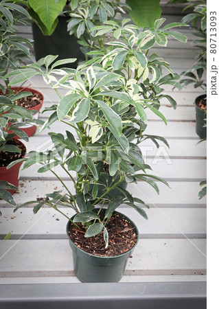 A scheffllera umbrella tree in a pot 80713093