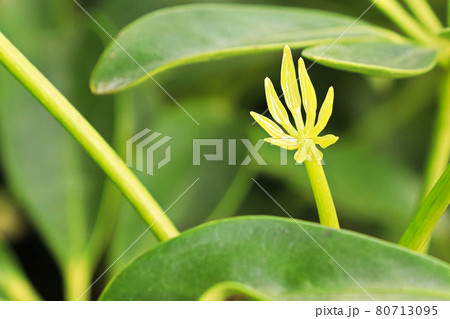 Tiny new growth leaves on a dwarf umbrella tree 80713095