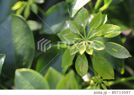 Tiny new growth leaves on a dwarf umbrella tree 80713097