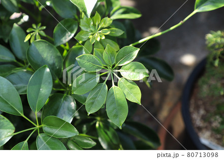 Tiny new growth leaves on a dwarf umbrella tree 80713098