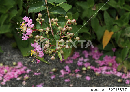 雨で散ったピンクのサルスベリの花びら 雨で散ったピンクのサルスベリの花びら 80713337