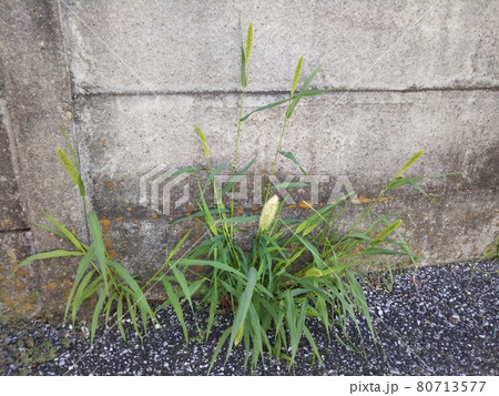 道端の雑草(猫じゃらし) 道端の雑草(猫じゃらし) 80713577